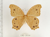 中文名:樹蔭蝶(暮眼蝶)(1282-21550)學名:Melanitis leda (Linnaeus, 1758)(1282-21550)