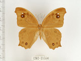 中文名:樹蔭蝶(暮眼蝶)(1282-21550)學名:Melanitis leda (Linnaeus, 1758)(1282-21550)