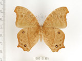 中文名:樹蔭蝶(暮眼蝶)(1282-21395)學名:Melanitis leda (Linnaeus, 1758)(1282-21395)