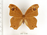 中文名:樹蔭蝶(暮眼蝶)(1282-21395)學名:Melanitis leda (Linnaeus, 1758)(1282-21395)