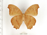 中文名:樹蔭蝶(暮眼蝶)(1282-21326)學名:Melanitis leda (Linnaeus, 1758)(1282-21326)