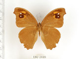 中文名:樹蔭蝶(暮眼蝶)(1282-21326)學名:Melanitis leda (Linnaeus, 1758)(1282-21326)