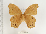 中文名:樹蔭蝶(暮眼蝶)(1282-21218)學名:Melanitis leda (Linnaeus, 1758)(1282-21218)