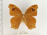 中文名:樹蔭蝶(暮眼蝶)(1282-21218)學名:Melanitis leda (Linnaeus, 1758)(1282-21218)