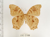 中文名:樹蔭蝶(暮眼蝶)(1282-21488)學名:Melanitis leda (Linnaeus, 1758)(1282-21488)