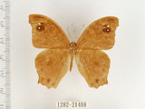 中文名:樹蔭蝶(暮眼蝶)(1282-21488)學名:Melanitis leda (Linnaeus, 1758)(1282-21488)