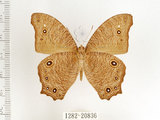 中文名:樹蔭蝶(暮眼蝶)(1282-20836)學名:Melanitis leda (Linnaeus, 1758)(1282-20836)