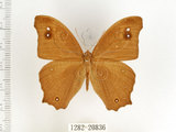 中文名:樹蔭蝶(暮眼蝶)(1282-20836)學名:Melanitis leda (Linnaeus, 1758)(1282-20836)