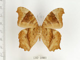 中文名:樹蔭蝶(暮眼蝶)(1282-20981)學名:Melanitis leda (Linnaeus, 1758)(1282-20981)