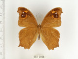 中文名:樹蔭蝶(暮眼蝶)(1282-20981)學名:Melanitis leda (Linnaeus, 1758)(1282-20981)