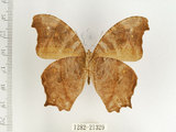 中文名:樹蔭蝶(暮眼蝶)(1282-21329)學名:Melanitis leda (Linnaeus, 1758)(1282-21329)