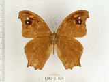 中文名:樹蔭蝶(暮眼蝶)(1282-21329)學名:Melanitis leda (Linnaeus, 1758)(1282-21329)