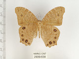 中文名:樹蔭蝶(暮眼蝶)(2909-638)學名:Melanitis leda (Linnaeus, 1758)(2909-638)