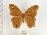 中文名:樹蔭蝶(暮眼蝶)(2909-638)學名:Melanitis leda (Linnaeus, 1758)(2909-638)