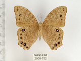 中文名:樹蔭蝶(暮眼蝶)(2909-752)學名:Melanitis leda (Linnaeus, 1758)(2909-752)