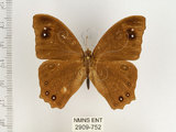 中文名:樹蔭蝶(暮眼蝶)(2909-752)學名:Melanitis leda (Linnaeus, 1758)(2909-752)