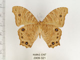 中文名:樹蔭蝶(暮眼蝶)(2909-321)學名:Melanitis leda (Linnaeus, 1758)(2909-321)