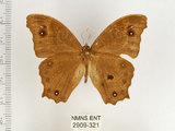 中文名:樹蔭蝶(暮眼蝶)(2909-321)學名:Melanitis leda (Linnaeus, 1758)(2909-321)