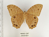 中文名:樹蔭蝶(暮眼蝶)(2909-651)學名:Melanitis leda (Linnaeus, 1758)(2909-651)