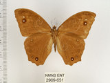 中文名:樹蔭蝶(暮眼蝶)(2909-651)學名:Melanitis leda (Linnaeus, 1758)(2909-651)