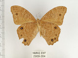 中文名:樹蔭蝶(暮眼蝶)(2909-354)學名:Melanitis leda (Linnaeus, 1758)(2909-354)