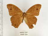 中文名:樹蔭蝶(暮眼蝶)(2909-354)學名:Melanitis leda (Linnaeus, 1758)(2909-354)