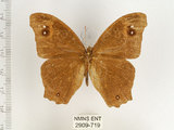 中文名:樹蔭蝶(暮眼蝶)(2909-719)學名:Melanitis leda (Linnaeus, 1758)(2909-719)