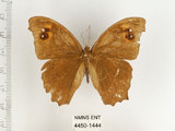 中文名:樹蔭蝶(暮眼蝶)(4450-1444)學名:Melanitis leda (Linnaeus, 1758)(4450-1444)