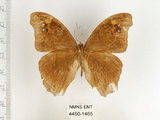 中文名:樹蔭蝶(暮眼蝶)(4450-1465)學名:Melanitis leda (Linnaeus, 1758)(4450-1465)