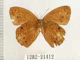 中文名:無紋蛇目蝶(1282-21412)學名:Mycalesis perseus blasius (Fabricius, 1798)(1282-21412)