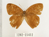 中文名:無紋蛇目蝶(1282-21412)學名:Mycalesis perseus blasius (Fabricius, 1798)(1282-21412)