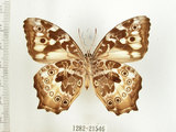 中文名:白色黃斑蔭蝶(白斑蔭眼蝶)(1282-21546)學名:Neope armandii lacticolora (Fruhstorfer, 1908)(1282-21546)