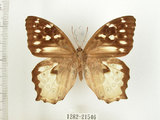 中文名:白色黃斑蔭蝶(白斑蔭眼蝶)(1282-21546)學名:Neope armandii lacticolora (Fruhstorfer, 1908)(1282-21546)