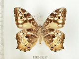 中文名:白色黃斑蔭蝶(白斑蔭眼蝶)(1282-21217)學名:Neope armandii lacticolora (Fruhstorfer, 1908)(1282-21217)