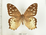 中文名:白色黃斑蔭蝶(白斑蔭眼蝶)(1282-21217)學名:Neope armandii lacticolora (Fruhstorfer, 1908)(1282-21217)