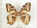 中文名:白色黃斑蔭蝶(白斑蔭眼蝶)(1282-20702)學名:Neope armandii lacticolora (Fruhstorfer, 1908)(1282-20702)