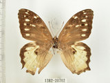 中文名:白色黃斑蔭蝶(白斑蔭眼蝶)(1282-20702)學名:Neope armandii lacticolora (Fruhstorfer, 1908)(1282-20702)