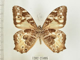 中文名:白色黃斑蔭蝶(白斑蔭眼蝶)(1282-21095)學名:Neope armandii lacticolora (Fruhstorfer, 1908)(1282-21095)