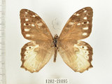 中文名:白色黃斑蔭蝶(白斑蔭眼蝶)(1282-21095)學名:Neope armandii lacticolora (Fruhstorfer, 1908)(1282-21095)