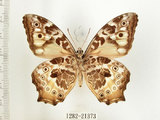 中文名:白色黃斑蔭蝶(白斑蔭眼蝶)(1282-21373)學名:Neope armandii lacticolora (Fruhstorfer, 1908)(1282-21373)