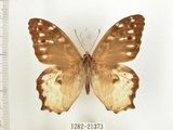 中文名:白色黃斑蔭蝶(白斑蔭眼蝶)(1282-21373)學名:Neope armandii lacticolora (Fruhstorfer, 1908)(1282-21373)