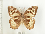 中文名:白色黃斑蔭蝶(白斑蔭眼蝶)(1282-21340)學名:Neope armandii lacticolora (Fruhstorfer, 1908)(1282-21340)