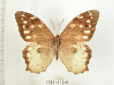 中文名:白色黃斑蔭蝶(白斑蔭眼蝶)(1282-21340)學名:Neope armandii lacticolora (Fruhstorfer, 1908)(1282-21340)