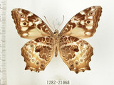 中文名:白色黃斑蔭蝶(白斑蔭眼蝶)(1282-21068)學名:Neope armandii lacticolora (Fruhstorfer, 1908)(1282-21068)