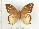 中文名:白色黃斑蔭蝶(白斑蔭眼蝶)(1282-21068)學名:Neope armandii lacticolora (Fruhstorfer, 1908)(1282-21068)