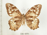 中文名:白色黃斑蔭蝶(白斑蔭眼蝶)(1282-18701)學名:Neope armandii lacticolora (Fruhstorfer, 1908)(1282-18701)