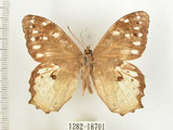 中文名:白色黃斑蔭蝶(白斑蔭眼蝶)(1282-18701)學名:Neope armandii lacticolora (Fruhstorfer, 1908)(1282-18701)