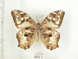 中文名:白色黃斑蔭蝶(白斑蔭眼蝶)(2072-5)學名:Neope armandii lacticolora (Fruhstorfer, 1908)(2072-5)