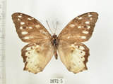 中文名:白色黃斑蔭蝶(白斑蔭眼蝶)(2072-5)學名:Neope armandii lacticolora (Fruhstorfer, 1908)(2072-5)