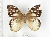 中文名:白色黃斑蔭蝶(白斑蔭眼蝶)(2072-6)學名:Neope armandii lacticolora (Fruhstorfer, 1908)(2072-6)